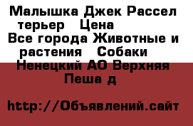 Малышка Джек Рассел терьер › Цена ­ 40 000 - Все города Животные и растения » Собаки   . Ненецкий АО,Верхняя Пеша д.